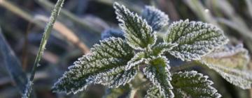 В Одесі та області знову очікуються заморозки