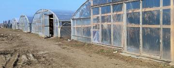 На Одещині викрито 16 нелегальних теплиць з вирощування тютюну: детективи БЕБ провели масштабну спецоперацію