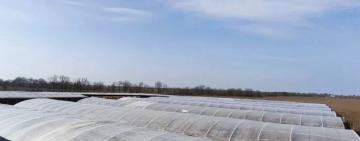 На Одещині викрили 16 нелегальних теплиць для тютюну