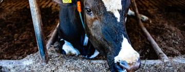 Болградщина: загроза ящуру — важливо знати кожному господарю!