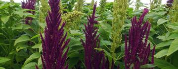 Амарант — «золота» крупа, яка лікує тіло й душу