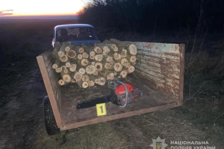 Батько пиляв захисні лісові насадження, а неповнолітній син стояв на сторожі 