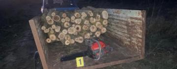 Батько пиляв захисні лісові насадження, а неповнолітній син стояв на сторожі 