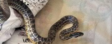 Несподівана гостя: під Одесою будинок вагітної жінки 