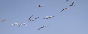 Діагностичний відстріл птахів чи загроза для природи? На Одещині спалахнув резонанс довкола методів епізоотичного контролю