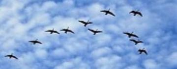 Саратська селищна рада пояснила чиїм розпорядженням про відстріл птахів керувались  