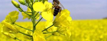 Увага! Обробка ріпаку на території Павлівської громади