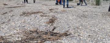 На узбережжі біля Катранки знову прибирають мазут