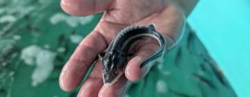 Осетрові повертаються: Дунай поповнили понад 30 тисяч червонокнижних риб