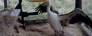 На Одещині рожевого пелікана випустили на волю після реабілітації