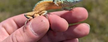 У Тарутинському степу зустріли рідкісну кримську ящірку