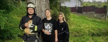На Одещині рятувальники з дерева зняли рудого 