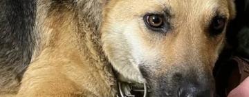 На Одещині собака Ельза, яку зґвалтував чоловік, перебуває у критичному стані