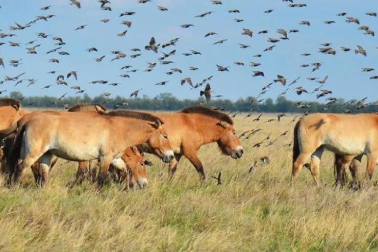Бородінська громада готується до підписання Меморандуму з біосферним заповідником "Асканія-Нова"