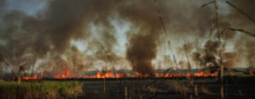 Понад 23 мільярди гривень збитків: на Одещині масово палають екосистеми