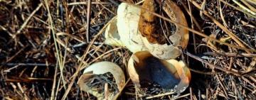 Масштабна пожежа у Нацпарку «Тузлівські лимани» знищила рідкісну флору та фауну 