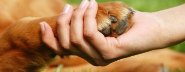 У Сараті безоплатно стерилізуватимуть тварин (деталі)