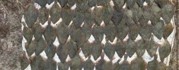 Поліцейські викрили двох жителів Білгород-Дністровського району у браконьєрстві на території Національного природного парку «Тузлівські лимани»