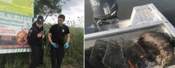 На Одещині в браконьєрських  ятерах загинула червонокнижна видра