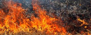 Під Одесою сталася масштабна пожежа на відкритій місцевості 