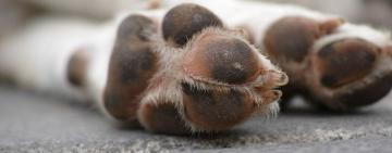 В Одесі поліція розслідує два випадки жорстокого поводження з тваринами