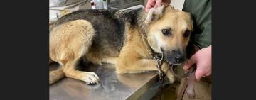 На Одещині волонтерку, яка врятувала собаку від ґвалтівника, звинуватили у побитті: триває судова тяганина