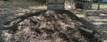 На Одещині загинули мільйони бджіл — під підозрою агропідприємство