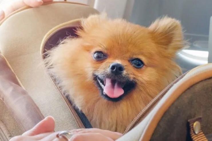 В Україні затвердили єдині правила перевезення тварин в автобусах: що вони передбачають 