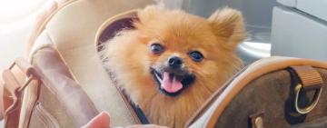 В Україні затвердили єдині правила перевезення тварин в автобусах: що вони передбачають 