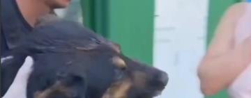 В Одесі посеред білого дня стріляли в собаку: поліція відкрила кримінальне провадження