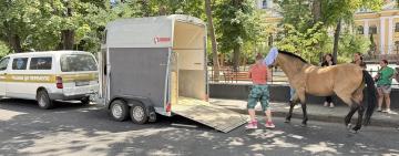 Сергій Шутов: «Ми зробили все, аби врятувати поранених коней» — наслідки ранкової атаки на Одесу