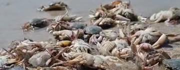 У Тузлівських лиманах на берег масово винесло крабів-плавунців