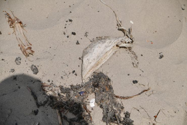 Мазут із затонулих російських танкерів досяг Нацпарку «Тузловські лимани»