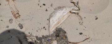 Мазут із затонулих російських танкерів досяг Нацпарку «Тузловські лимани»