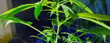 Поліцейські приїхали на виклик щодо домашнього насильства — і натрапили на нарковиробництво