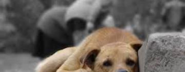 На Одещині поліцейські розпочали кримінальне провадження за фактом травмування собаки 