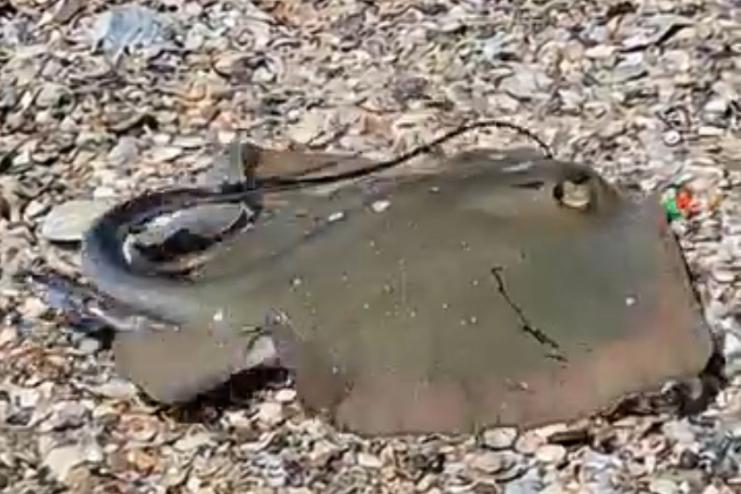 Морські коти знову в Чорному морі: біля узбережжя Одещини зростає кількість скатів 