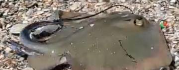 Морські коти знову в Чорному морі: біля узбережжя Одещини зростає кількість скатів 