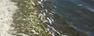 Масова загибель риби на лиманах Одещини та Миколаївщини: причини з’ясовують екологи