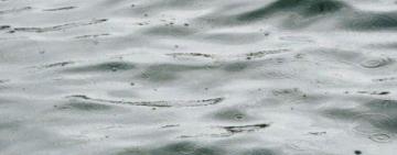 На пляжі в Одеському районі чоловік намагався втопити собаку