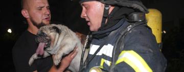 На Одещині з пожежі врятували трьох собак і евакуювали мешканців багатоповерхівки