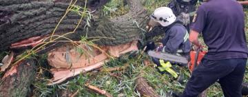 У Балті дерево впало на намет із підлітками: одна дитина загинула, четверо – в лікарні 