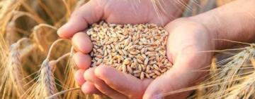 У суді розглядають справу про ухилення від сплати 118 мільйонів гривень податків при експорті зерна через Одещину