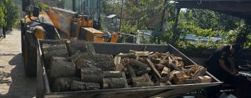 «Пиляли, поки не спіймали»: у Саратській громаді викрили злочинну вирубку дерев на понад 600 тисяч гривень