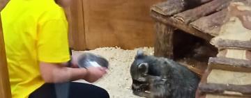 Гучні скарги на контактний зоопарк  в Одесі: єнота оглянули, але чи вірити екоінспекторам?