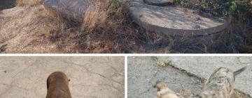 В Арцизі врятували двох собак, яких заживо кинули у бетонний колодязь 