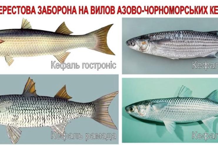 На Одещині розпочалася нерестова заборона на вилов кефалі: штраф — понад 18 тисяч гривень за одну рибину