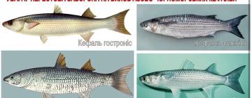 На Одещині розпочалася нерестова заборона на вилов кефалі: штраф — понад 18 тисяч гривень за одну рибину