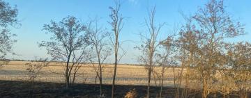 Пожежі на полях Одещини: офіційна статистика і реальні свідчення