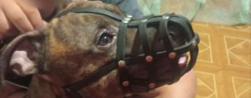 В Одесі чоловік вигулював собаку небезпечної породи без намордника і повідка: поліція склала протокол